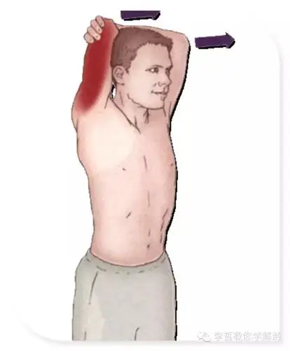 7喙肱肌拉伸6肱肌拉伸5肱二头肌拉伸4三角肌后束拉伸3三角肌外侧束拉