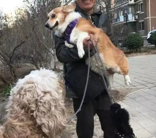 你听说过人形泰迪吗养泰迪凭啥要被歧视