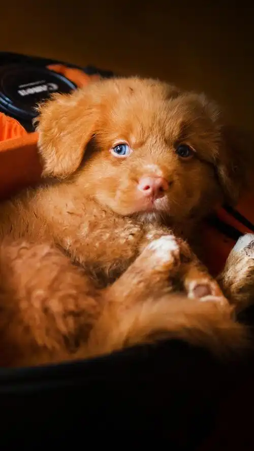 可爱的小狗和相机 iphone 壁纸