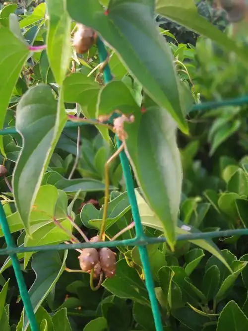 山药叶及果实,我们平时吃的山药,是山药的块根.