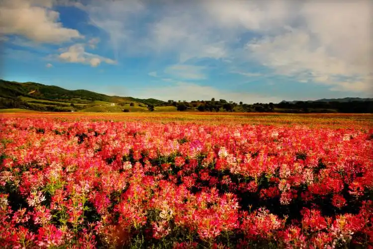 桦木沟国家森林公园七彩花海晨雾四起