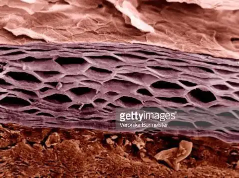 90的小仙女不知道关于角质层薄的传说