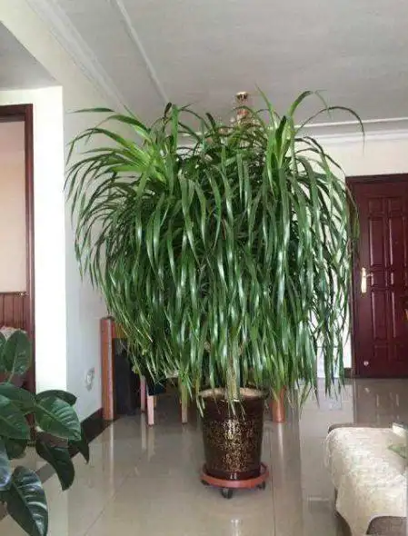 新房里养花,就去养盆"龙须树",可净化空气,吸收甲