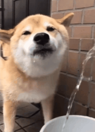 柴犬真的是行走中的表情包,和二哈真的是有一拼了,特别搞笑,不过看着