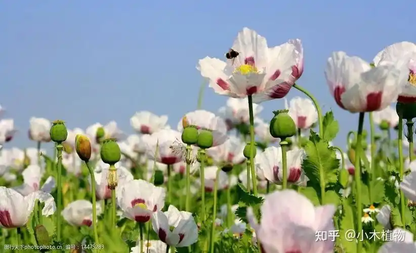 这种植物是罂粟嘛