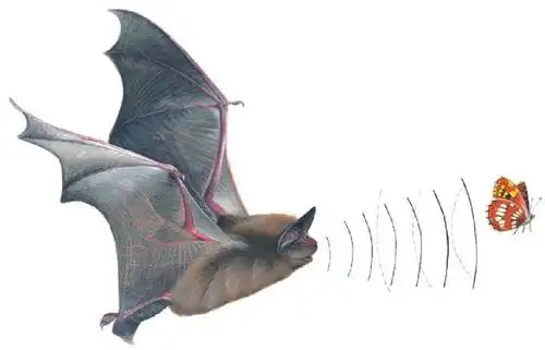 蝙蝠用嘴或鼻子发送声音脉冲,这些脉冲遇到物体反射