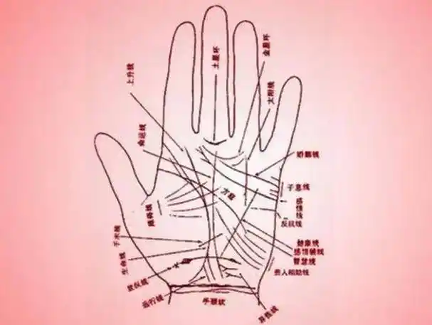 可信吗_生命线_手掌_事业