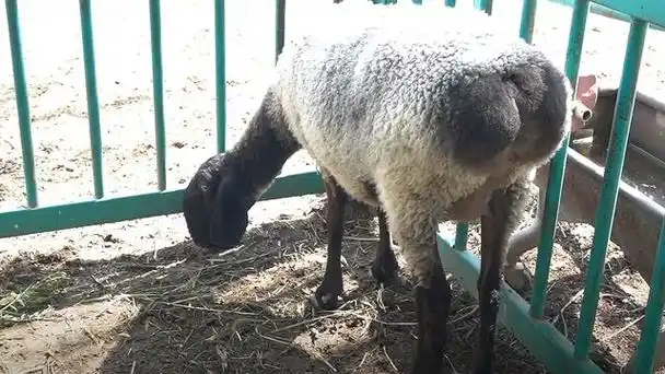 新疆刀郎羊(正宗刀郎羊图片)