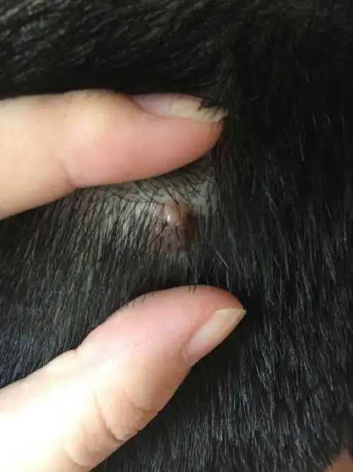 不知道什么时候长的,可能很长时间了.有懂的帮我看看吧