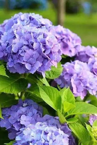 瞬间提高品味绣球花的几种时尚插花方式赏