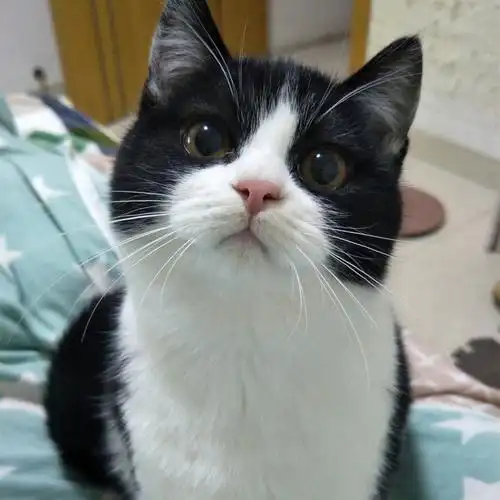 纯种奶牛猫中华田园猫黑白猫英国短毛猫活体猫咪幼崽英短小奶猫