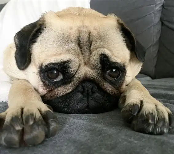 哈巴狗图片(关于巴哥犬) - 赤虎壹号