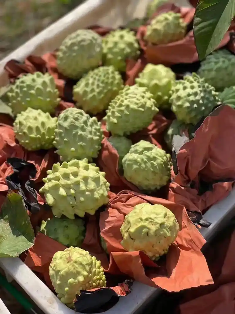 广西我觉得目前最贵的水果.