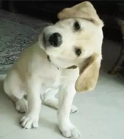 狗狗喜欢在镜头前歪头杀不仅仅是为了卖萌真正的原因你想不到