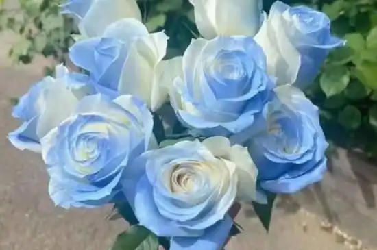 冰蓝玫瑰的寓意是爱你每一天,冰蓝色中的蓝色英文玫瑰花字母分开解读