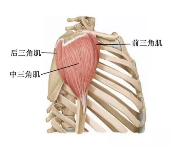 三角肌,图片来源 medlive