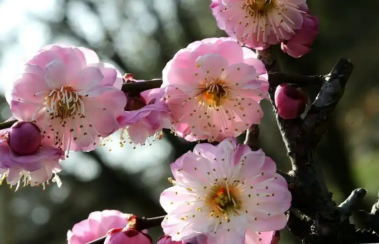 梅花山上的"情人梅"