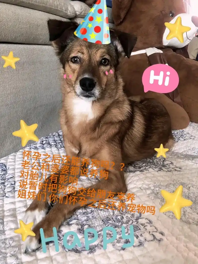 9595怀孕之后还能养狗吗? 老公和婆婆都说养狗 对胎儿有 - 抖音