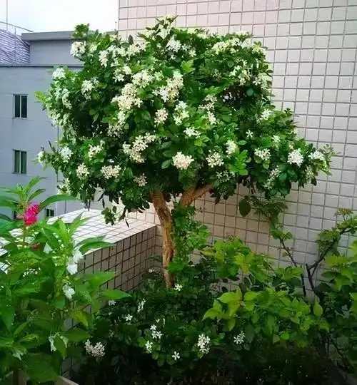 例如九里香有的人还叫做七里香.周杰伦演唱的歌曲大概是这样.