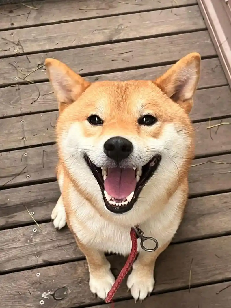 给ee们笑一个 好开心好开心 #珍藏的宠物照# #柴犬