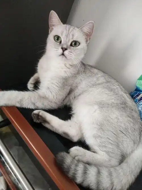 家养英短银渐层妹妹找家长,保健康 - 宠物花鸟市场 - 得意生活-武汉生