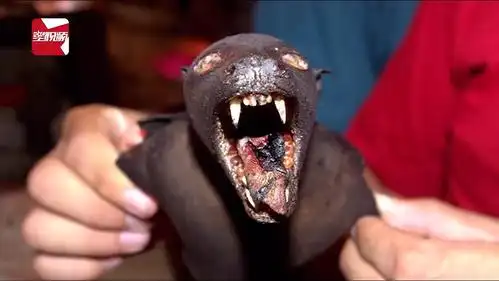 印尼人一直吃蝙蝠,为何没有感染病毒!(慎入)