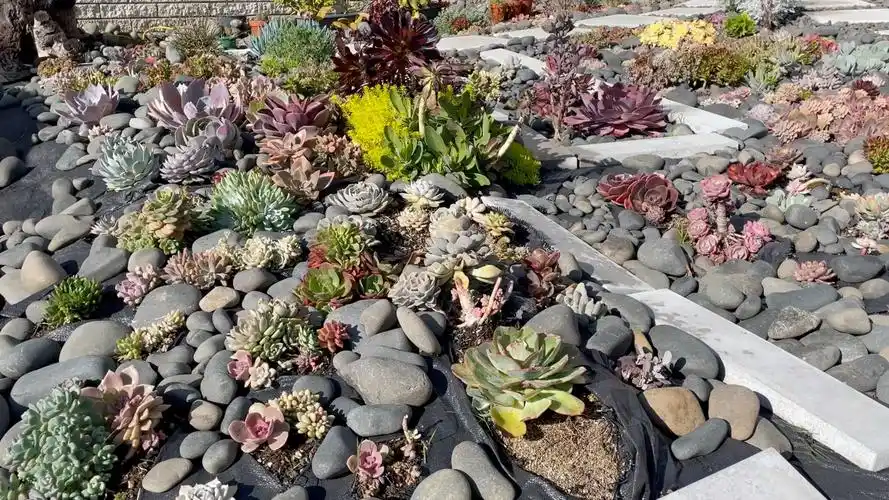 五彩斑斓的地栽多肉花园,四季都有色彩的花园设计
