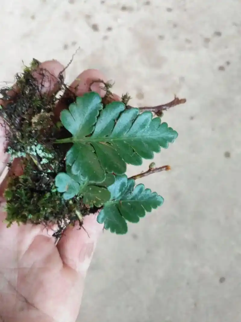 蕨类植物丝绒蕨附生爬藤绿植迷你型雨林缸造景素材客厅净化空气
