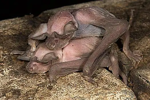 蝙蝠,诞生,幼仔,握住,洞穴,沙巴,马来西亚