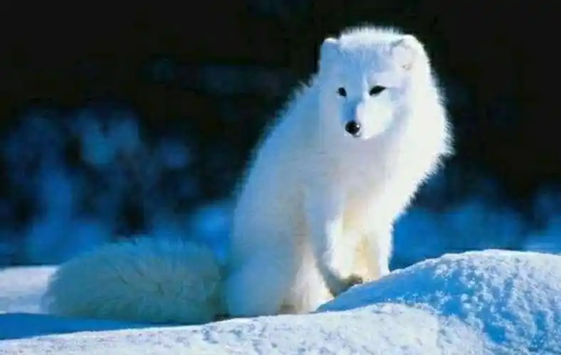 《雪山飞狐》让我想到的,受伤的白狐有属于自己的雪城冰川