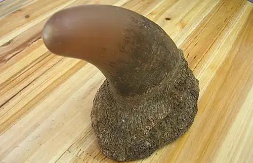 犀牛角作用与功效