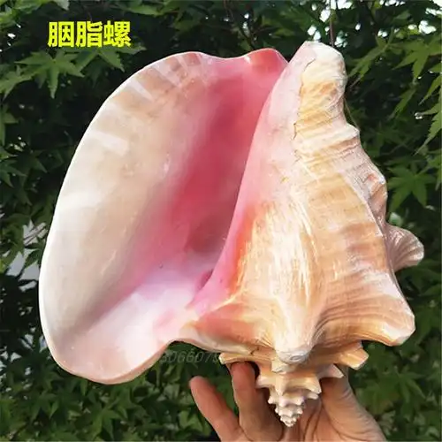 大海螺胭脂螺粉红超大海螺招财镇宅创意居家摆件鱼缸造景玄关收藏