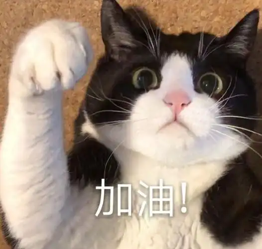 萌宠喵星人加油鼓励呆萌可爱gif动图_动态图_表情包下载_soogif