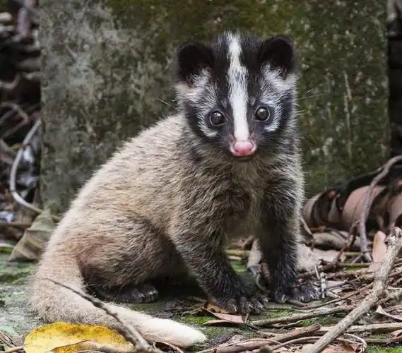 为什么会禁止食用它