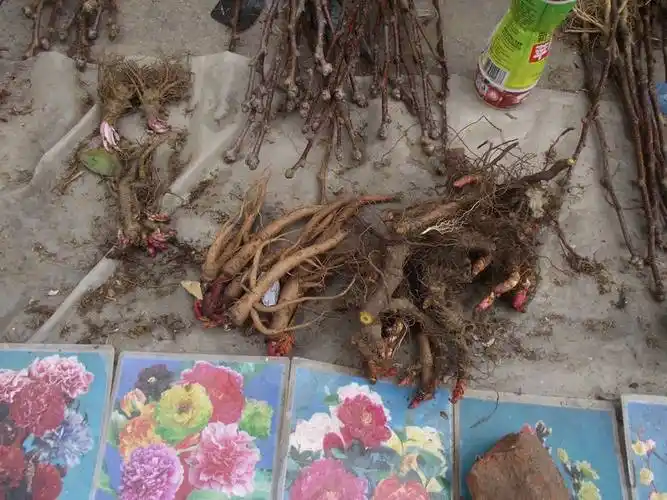 集市上所谓的辣椒树,黄瓜树,茄子树,草莓树等,都是骗人的.