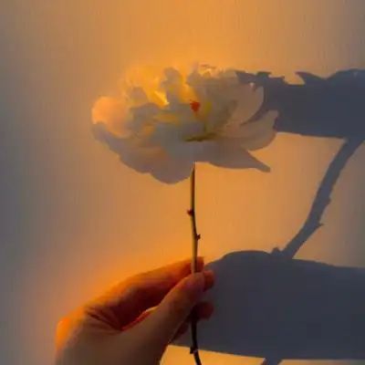 治愈系玫瑰花背景图_唯美图片_我要个性网