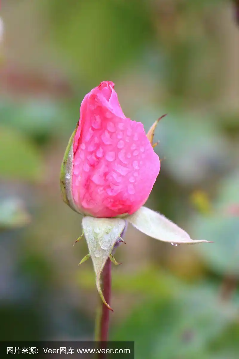 带露珠的粉红色玫瑰花