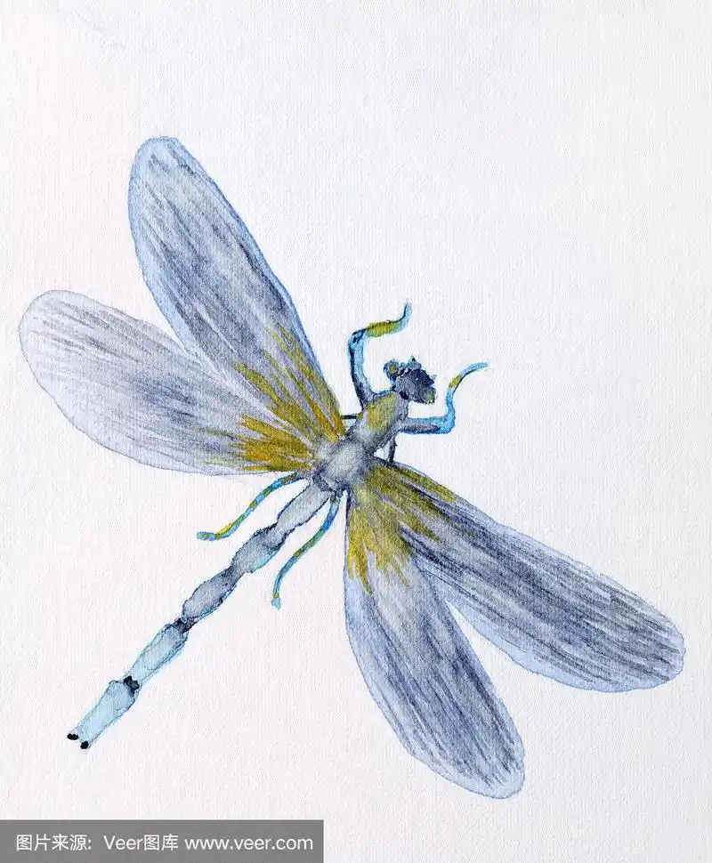 画蜻蜓