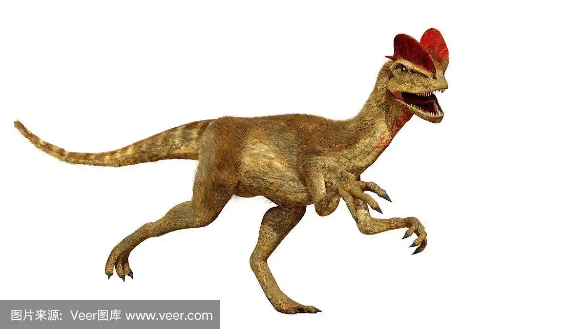 早晨,兽脚亚目食肉恐龙,恐龙,双脊龙,白色背景