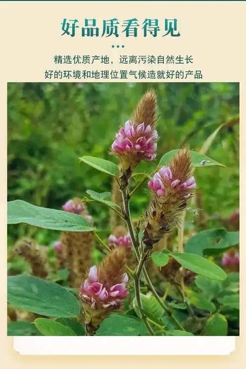 羊咩香草药野山货绿色60g狸尾草羊咩香草药狐狸尾巴草狸尾豆煲汤滋补