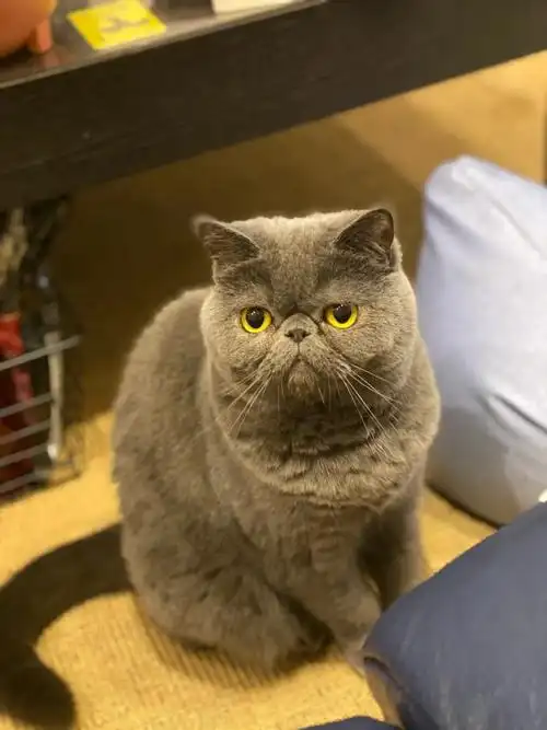 人家只是"蓝"种喵93,你们可以叫我蓝猫加菲由于"沉稳"的蓝毛加上我"