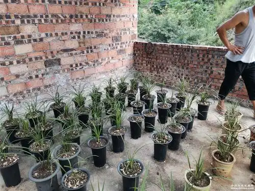 收购-莲瓣篇-中国兰花交易网社区