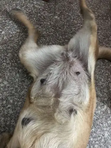 看看这狗怀上没已经35天了