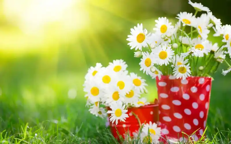 清新淡雅的小雏菊图片桌面壁纸