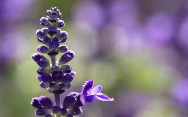 鼠尾草唯美花卉高清桌面壁纸高清大图预览1920×1200_植物壁纸下载_美