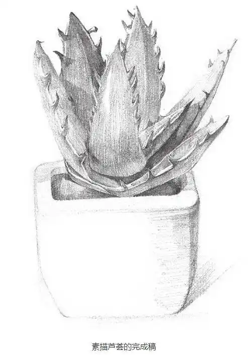 盆栽植物素描图片盆栽素描