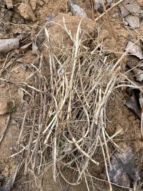 找了半天找到了这味中药91-白茅根,尝了尝甜甜的味道