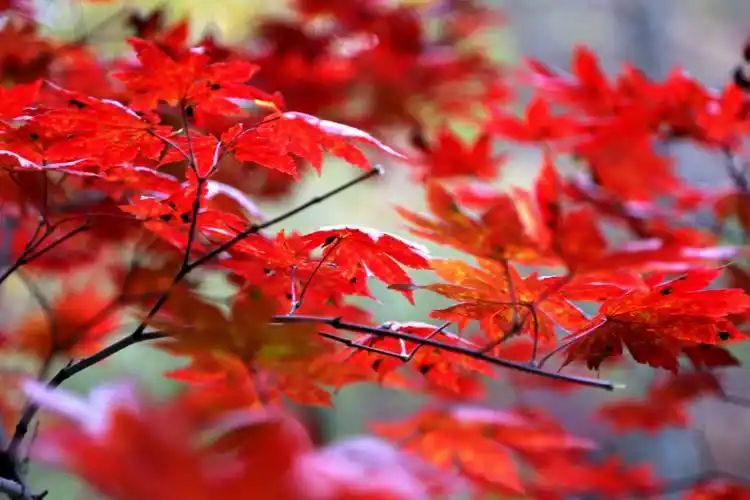 五彩斑斓枫叶红