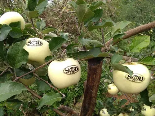 上戈苹果熟了,欢迎朋友们来品尝,采摘