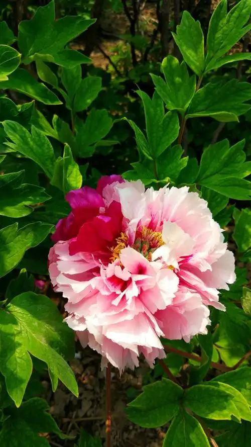 2019.4.22圆明园牡丹花 - 美篇